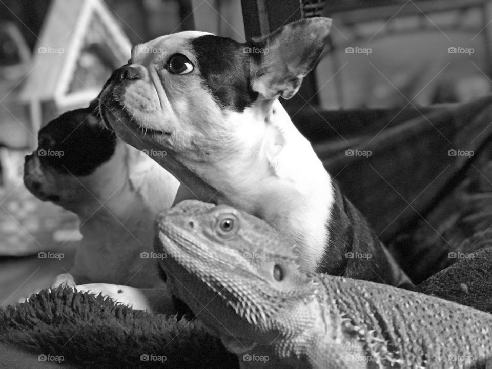Our two Boston Terriers and our Bearded Dragon like to cuddle together and watch videos. They are particularly fond of bird videos. 