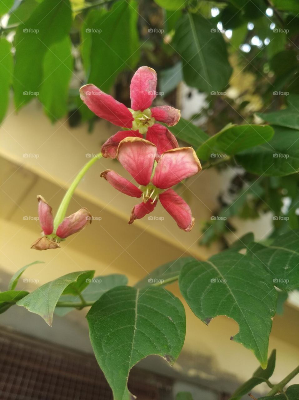 pink flower fresh seasonal looking very beautiful generally found everywhere green leaves