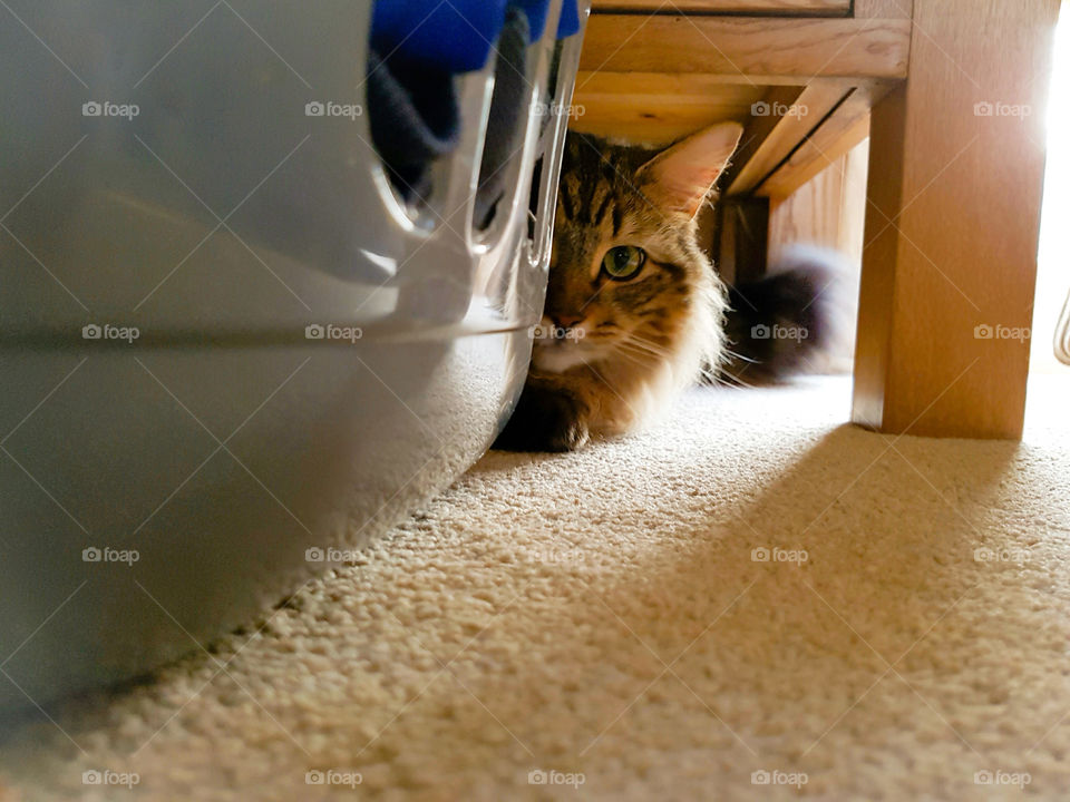 mainecoon tabby lynx hiding behind a laundry clothes basket