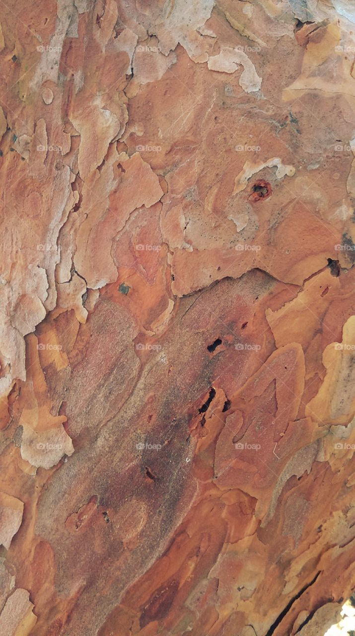 abstract bark