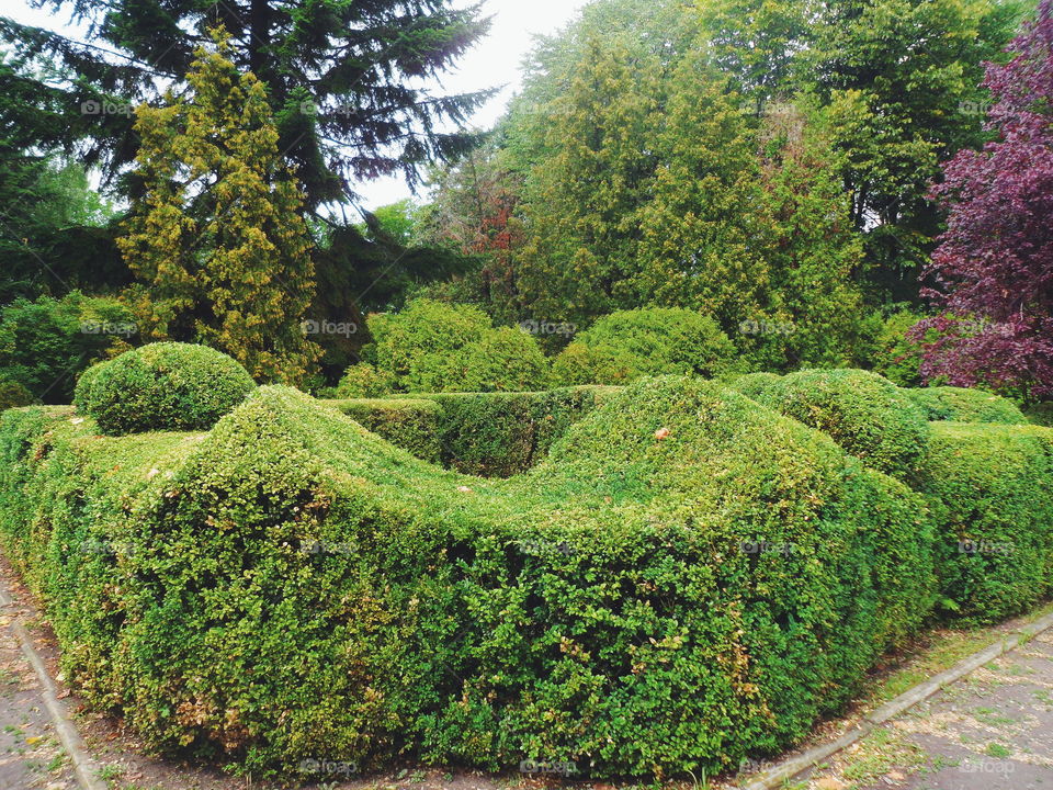 green landscape of the arboretum in the city of Kiev