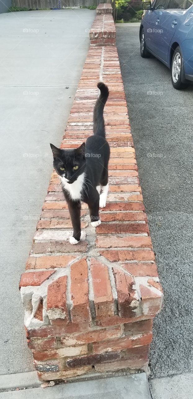 Cute black and white tuxedo cat walking along a brick wall