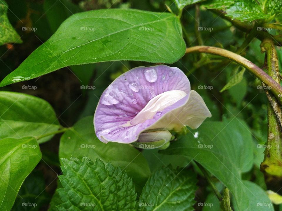 The rest of the raindrops pooled on the flowers.