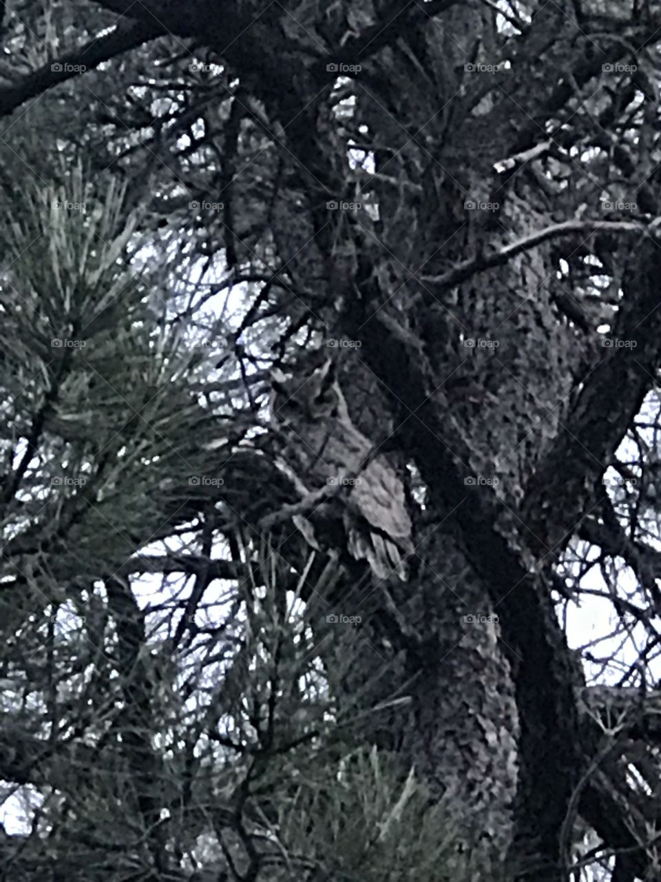 Occasionally if you look up when an owl is hooting you will see one.