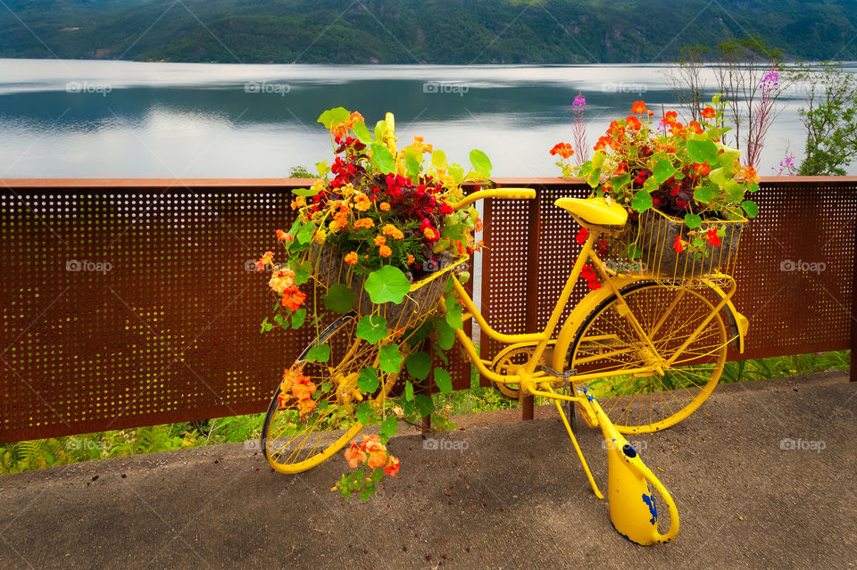 Old reused, yellow painted bicycle as a flower stand.