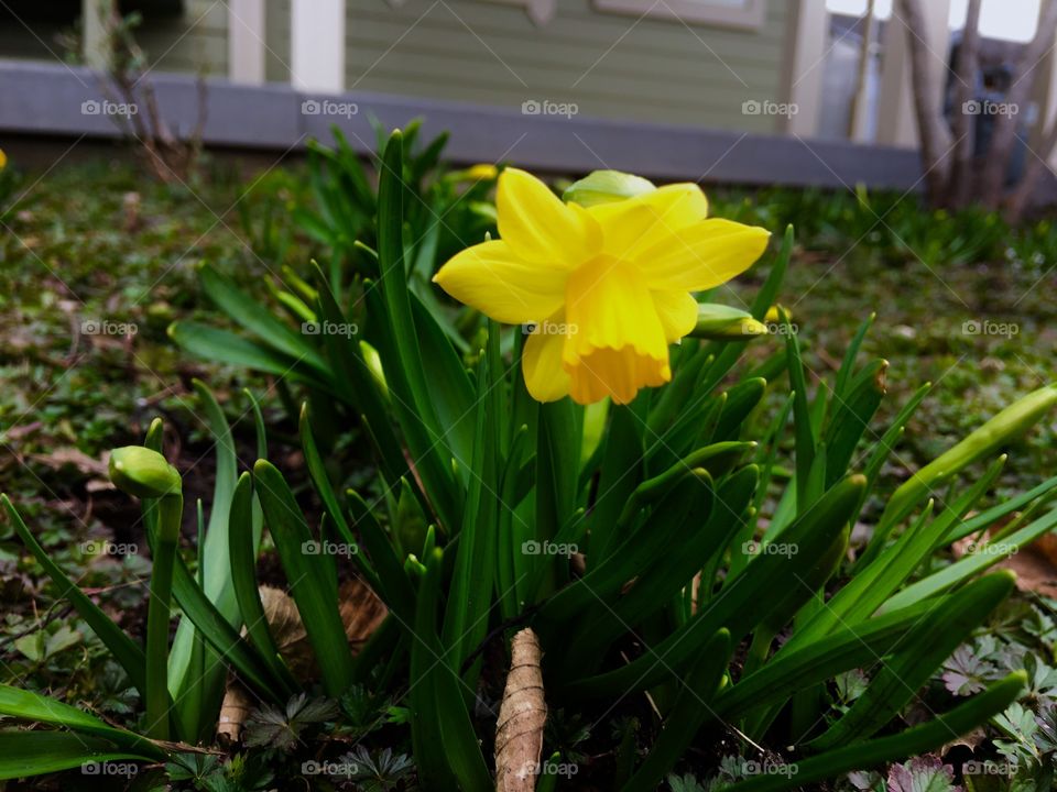 First Sign of Spring