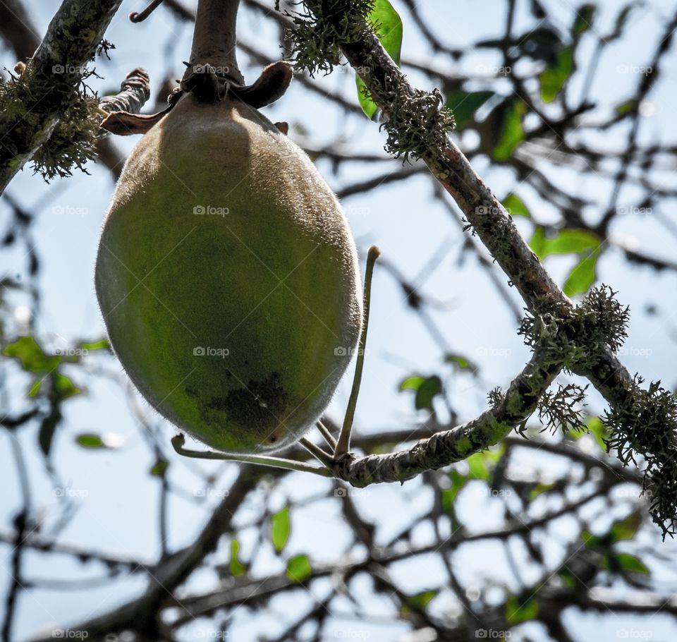 Baobab fruit hanging from a tree