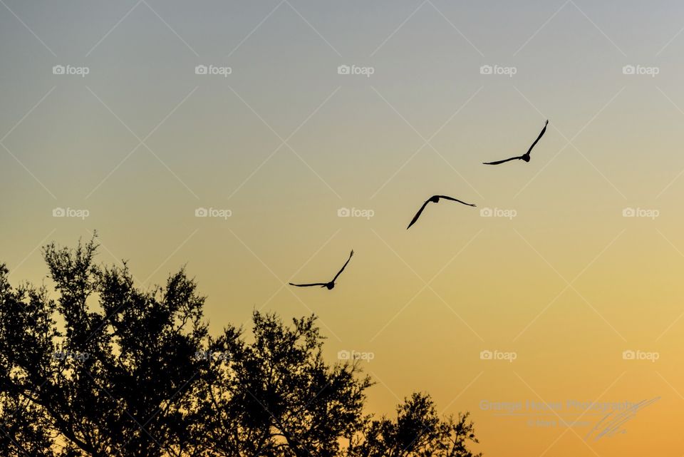 Bird, Sky, No Person, Silhouette, Nature