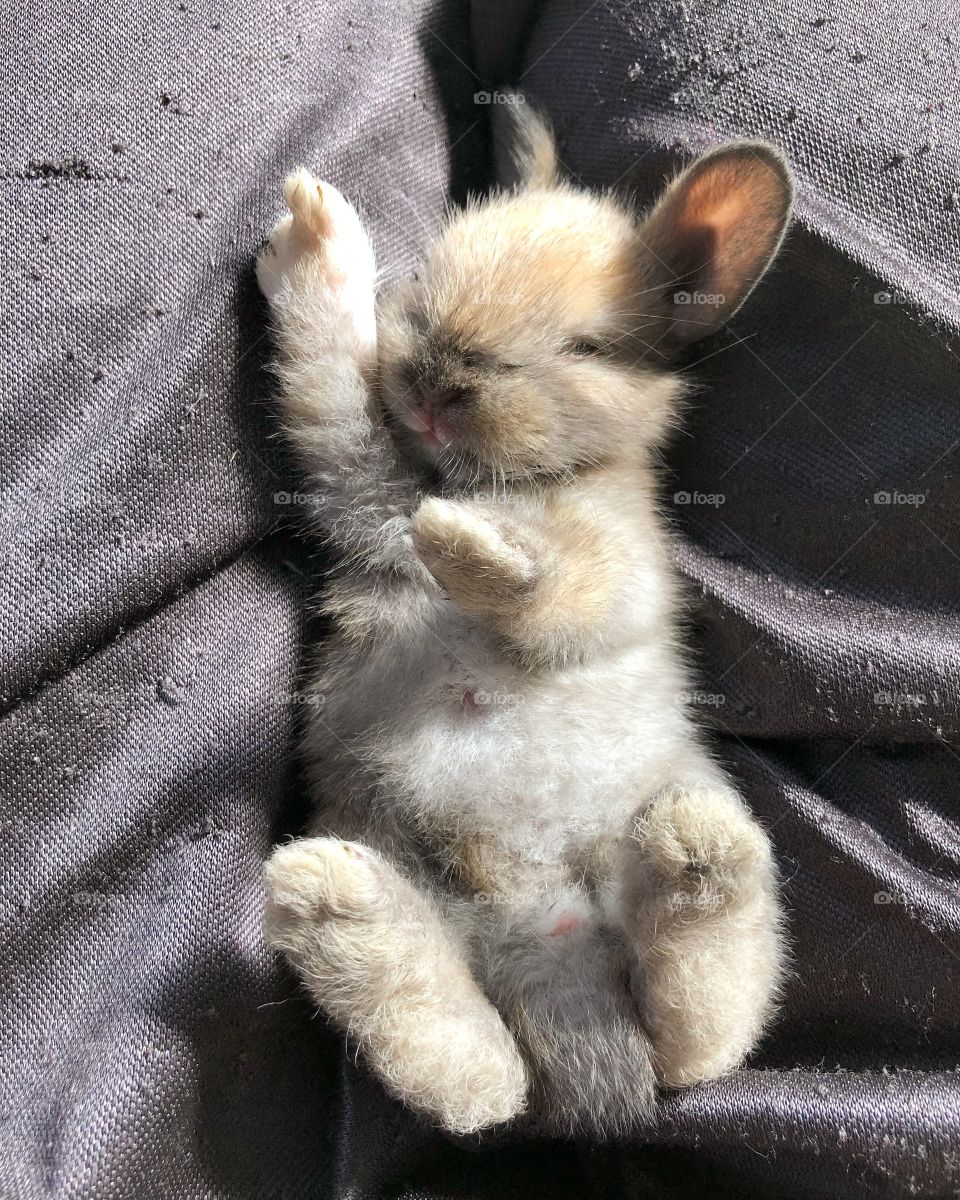 Baby bunny lounging after breakfast 