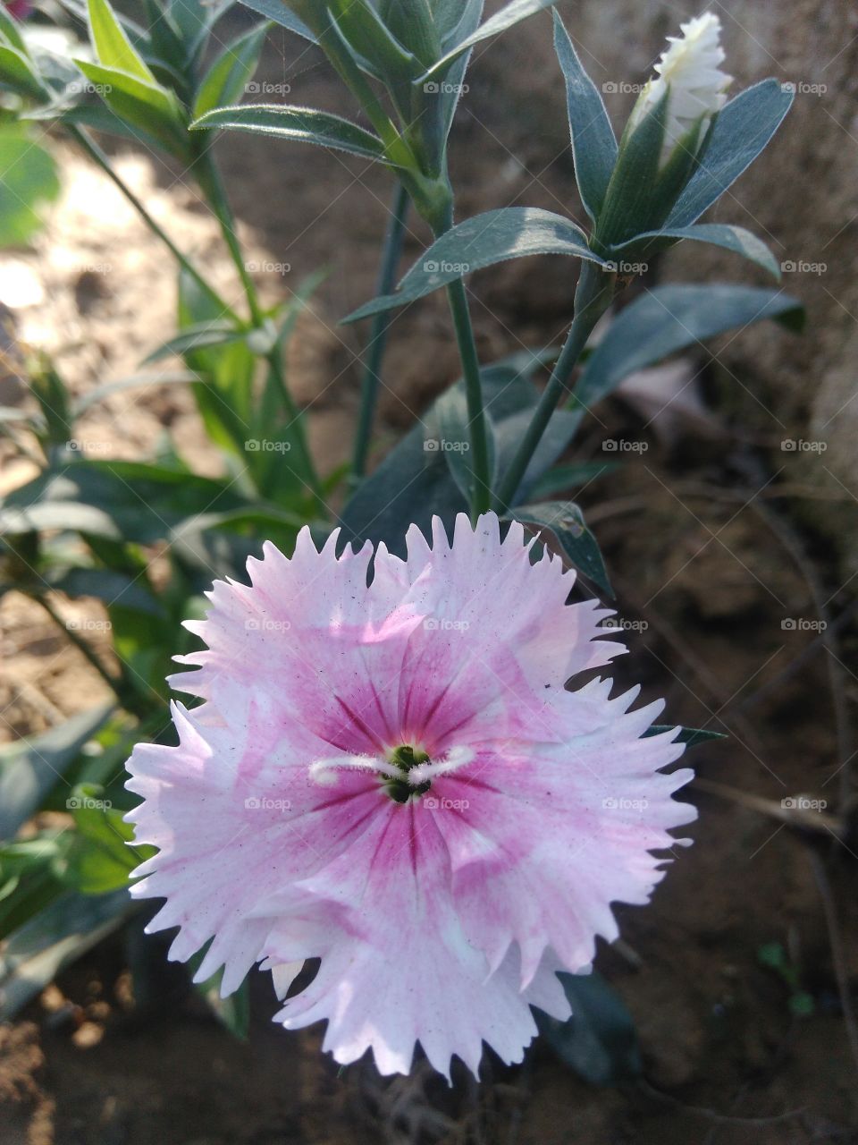 Pinkish white flower