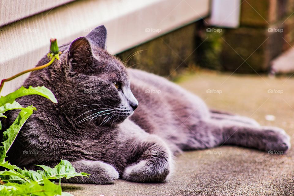 sunbathing kitty on a summer day