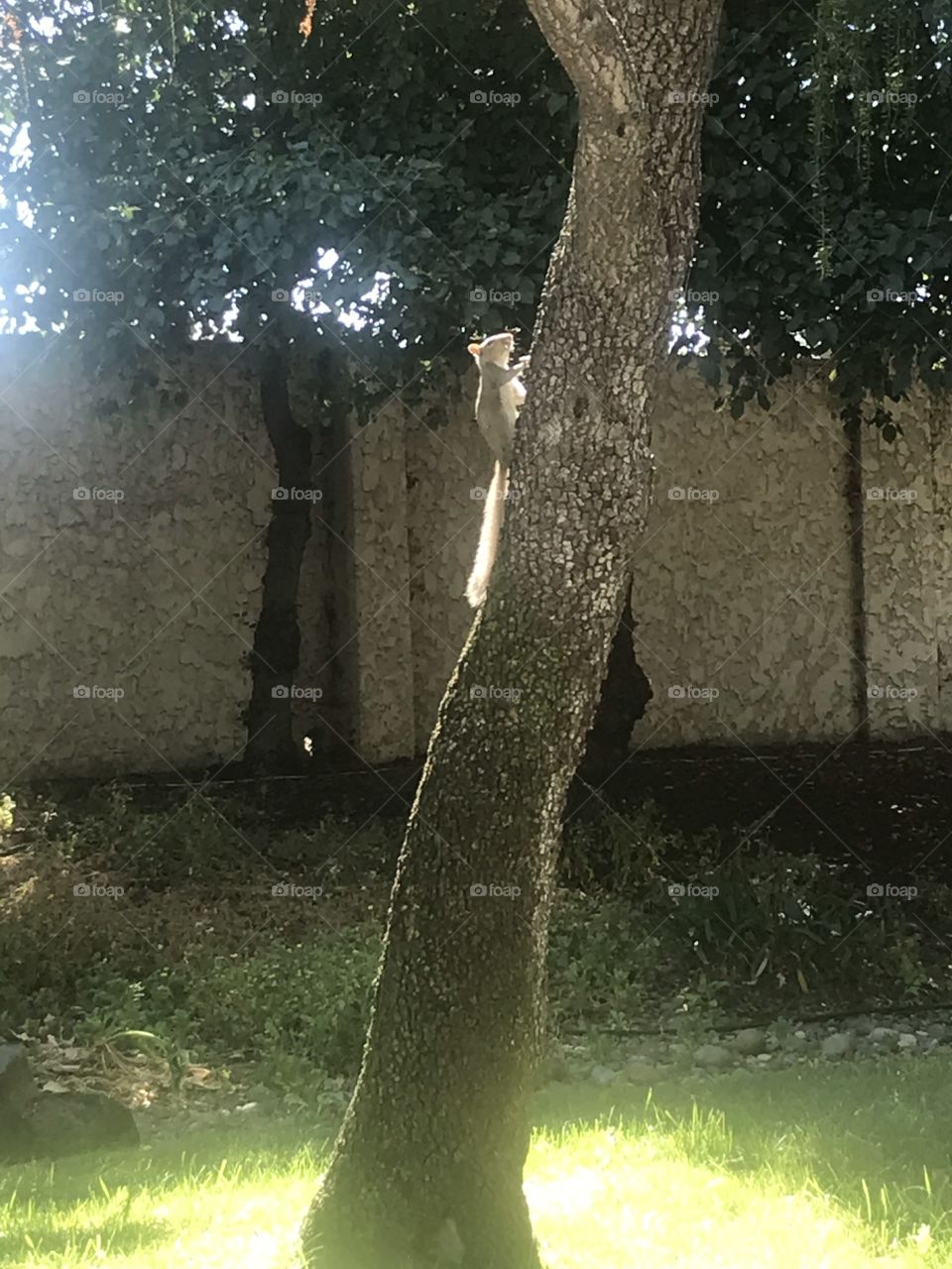 Posing squirrel