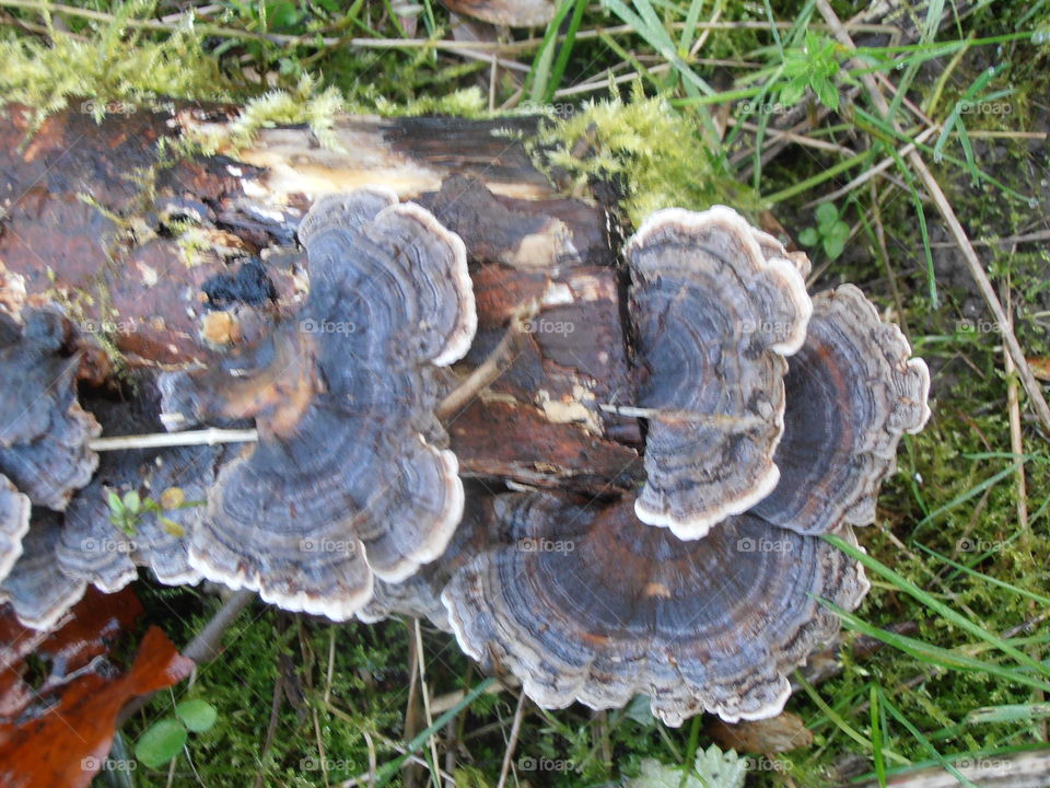 Bracket Fungus