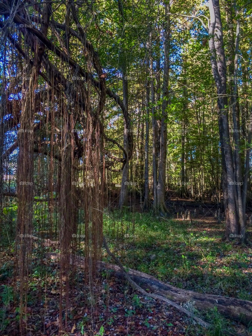 Cypress Swamp 