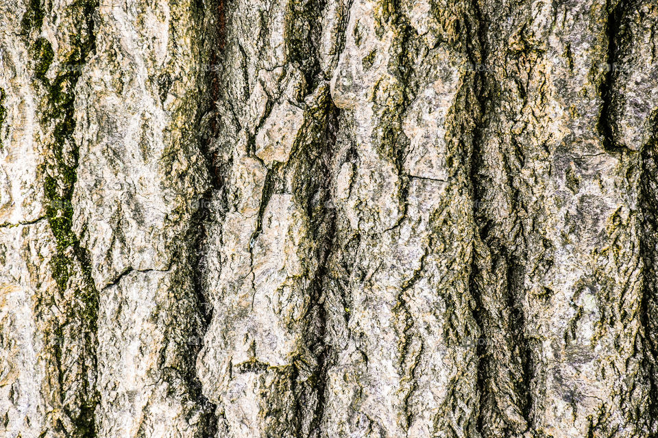 Tree Log Wood Texture Abstract Background
