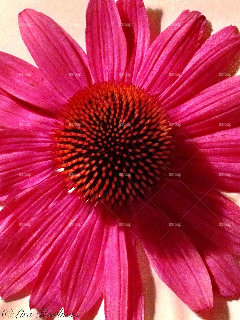 Echinacea Flower