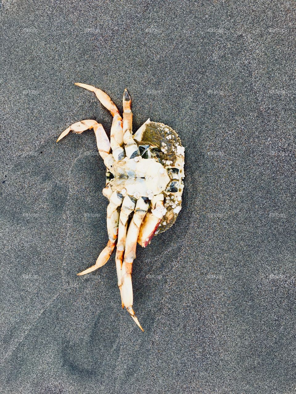 Crab carcass 8