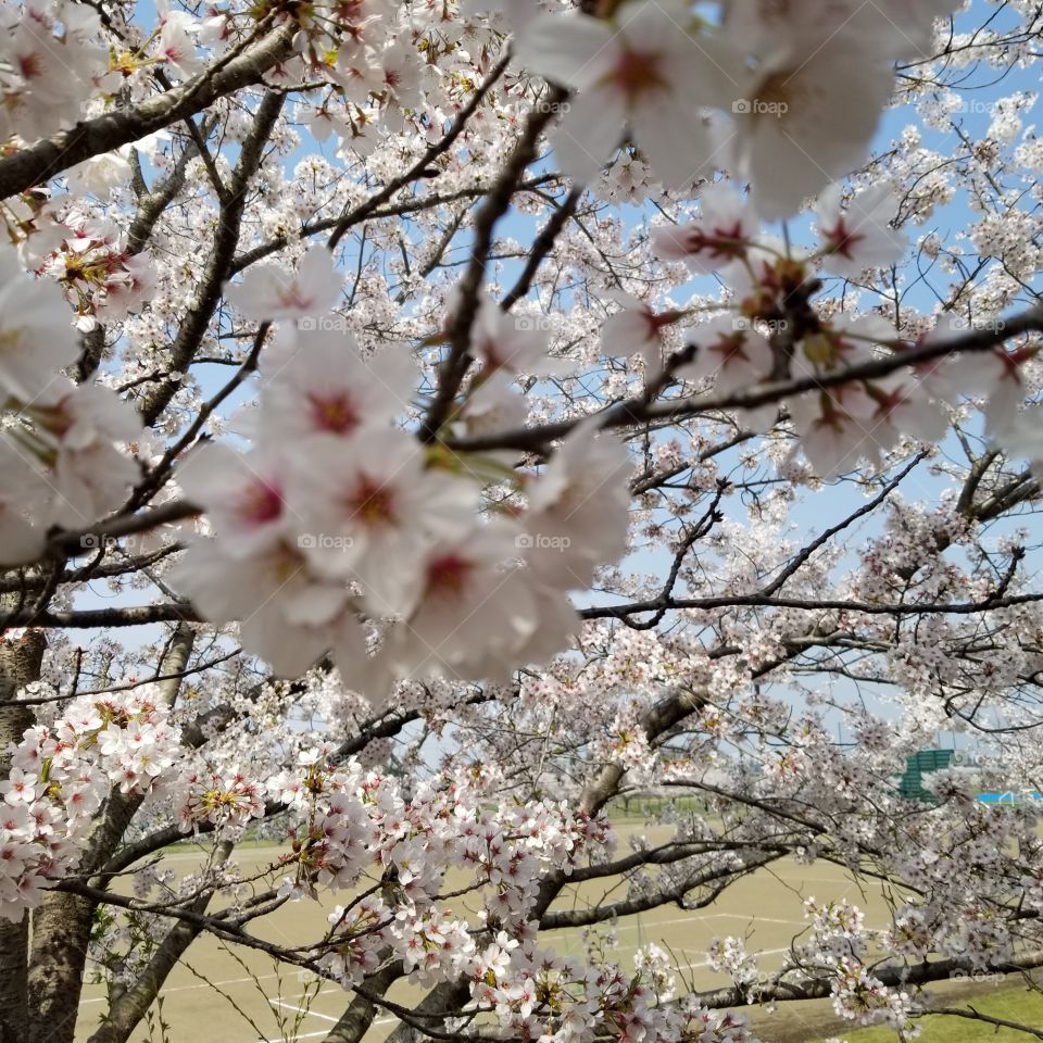 spring bloom cherry blossom