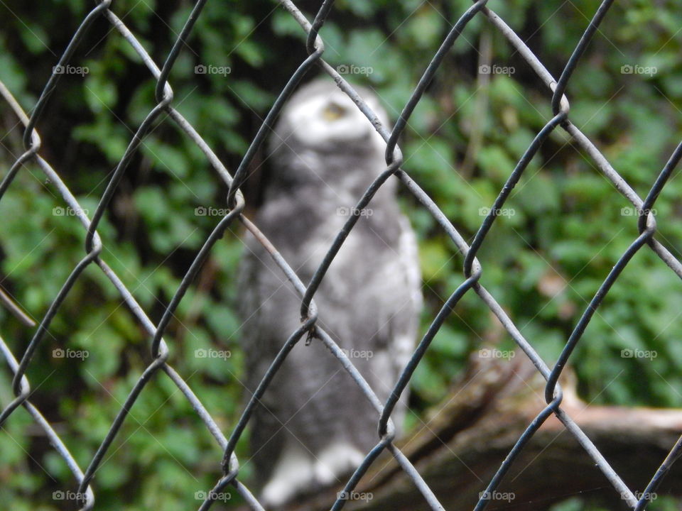 owl in a "cage"