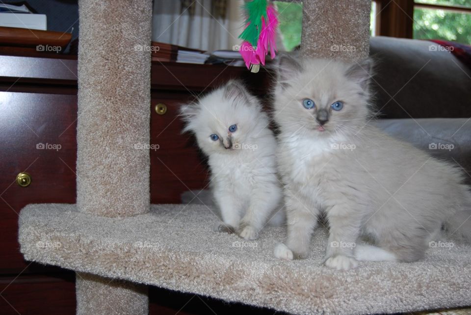 Two Ragdoll kittens playing