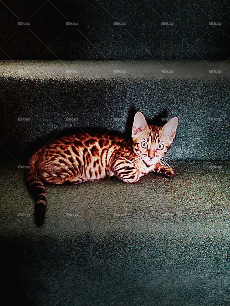 Cat on stairs