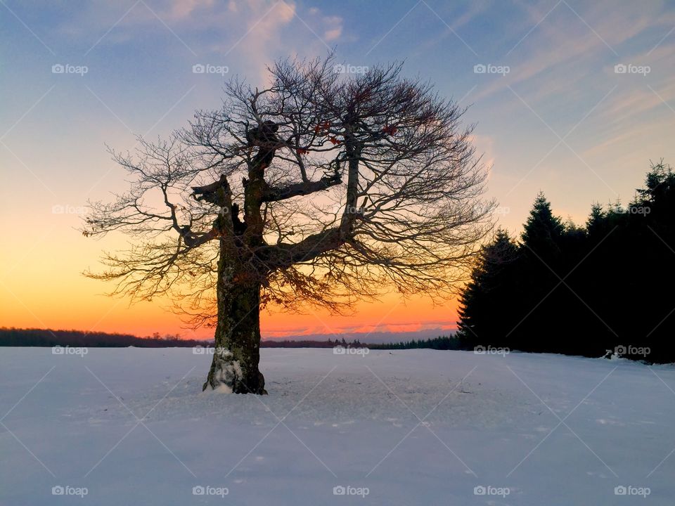 Forest at sunset in winter