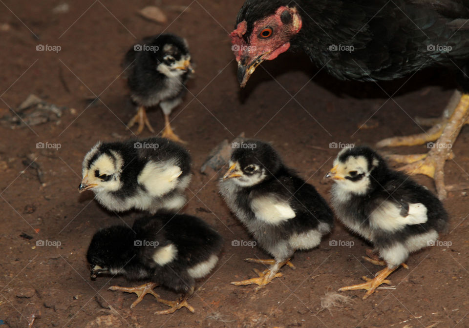 Close-up of chicken with chicks