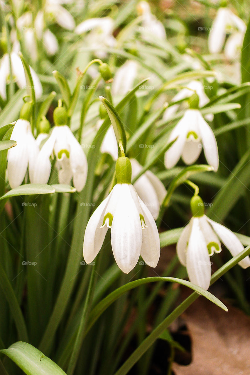 Snowdrop