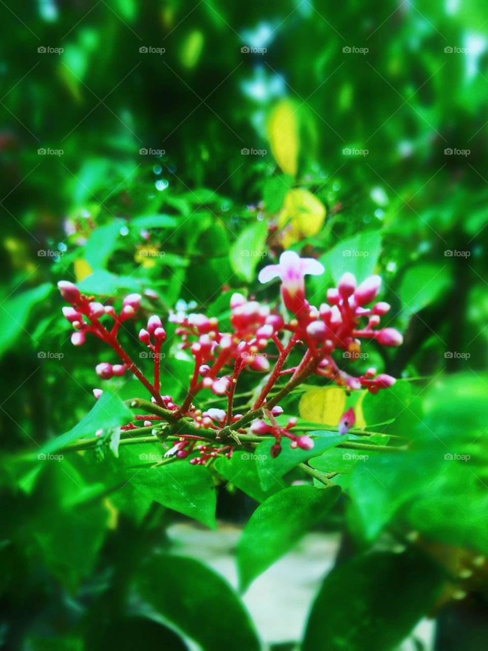 pink flowers with green background