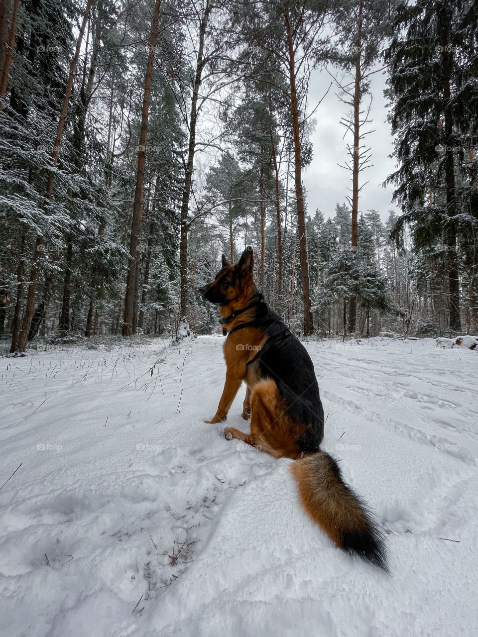 German shepherd dog in winter forest