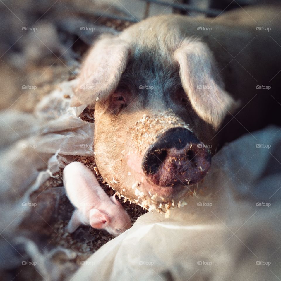 Cute, Animal, Mammal, Portrait, Dog