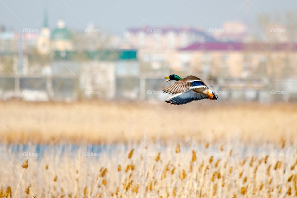 Bird flying over the river in the centre of the city 