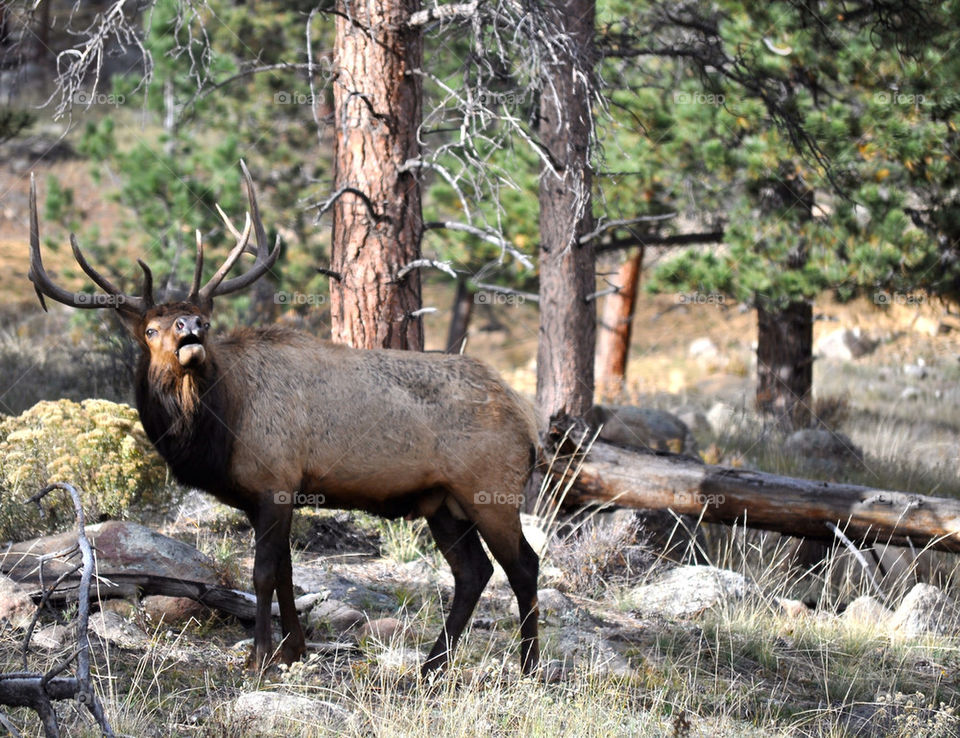 Elk