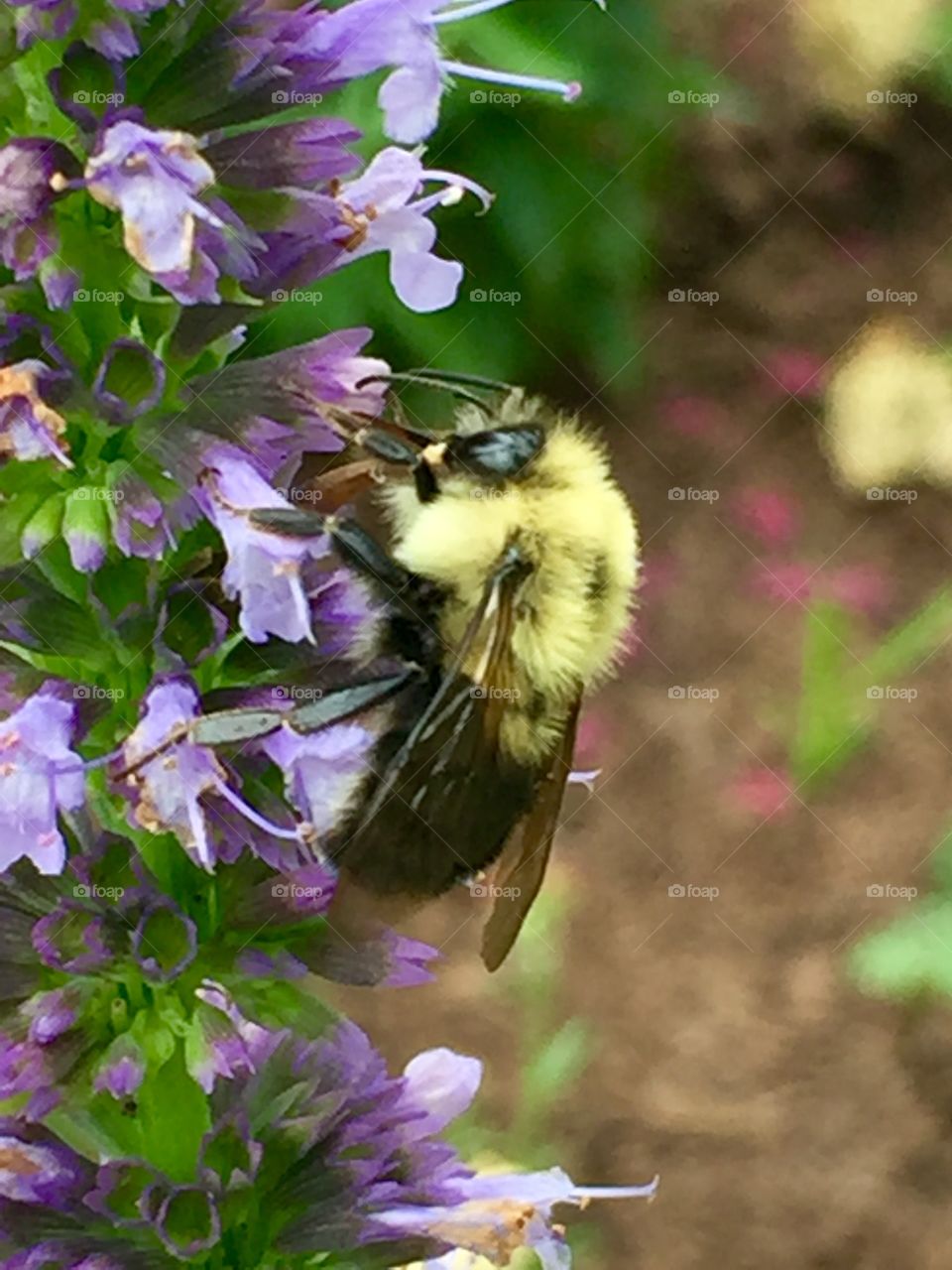Summer bumblebee 🐝