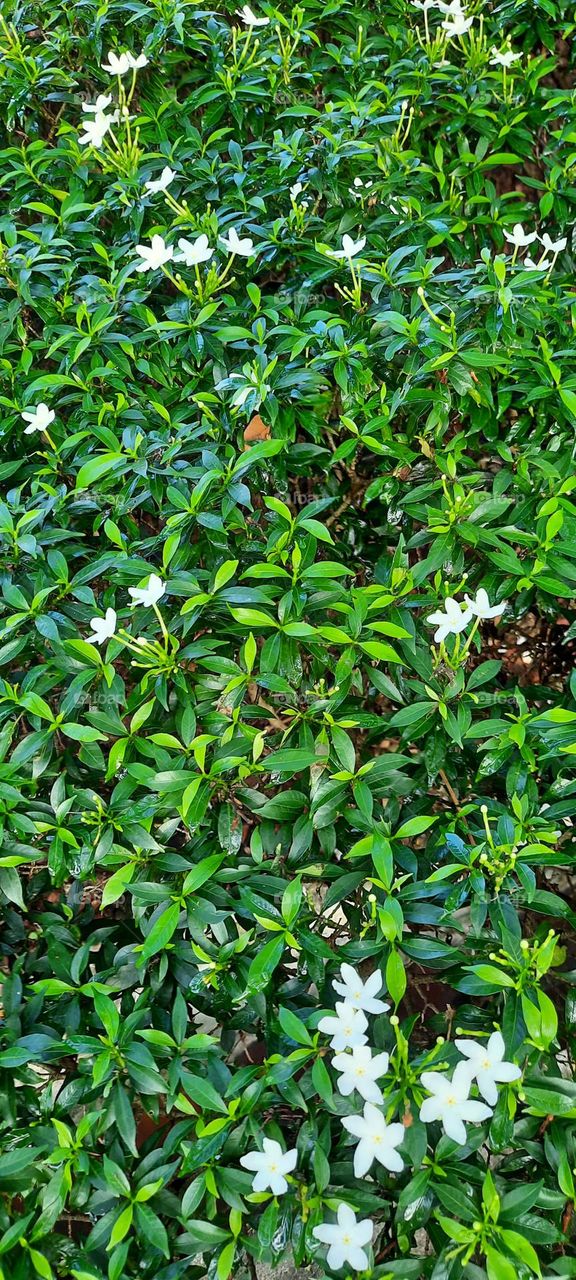 small white flower green bushes
