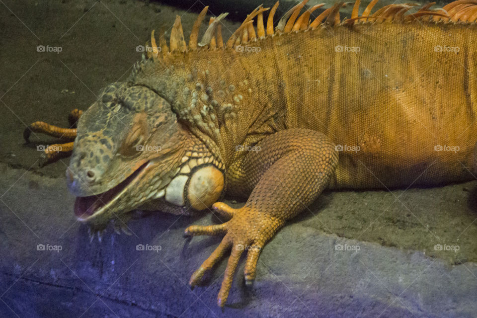 Happy smiling iguana lizard - ödla