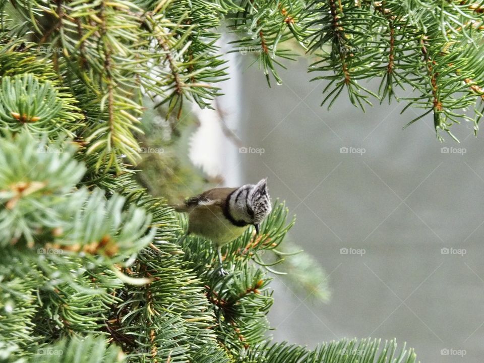 Crested tit