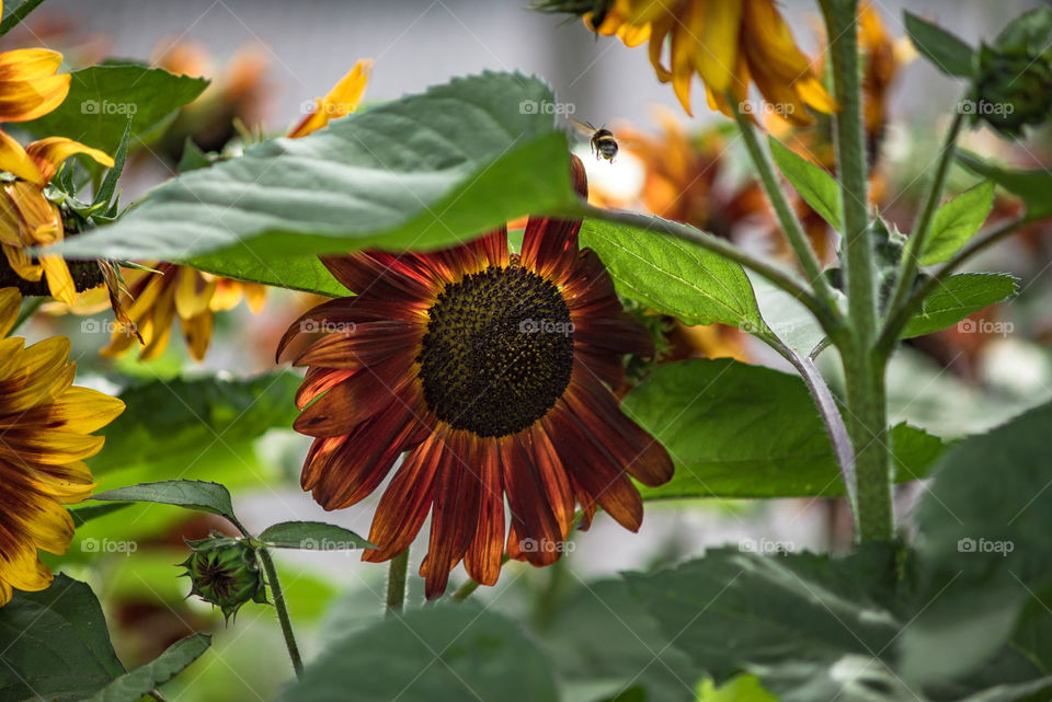 sunflowers bee's and bumblebees