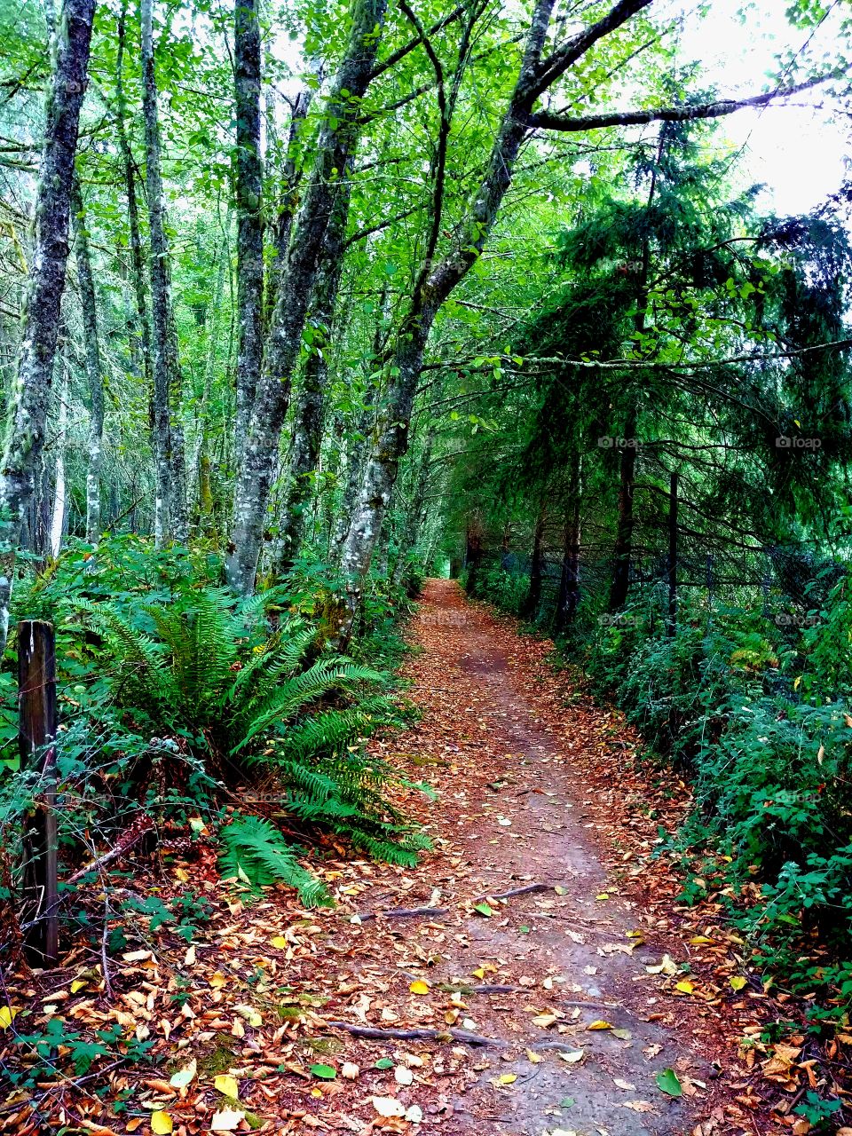 A pretty path through the woods