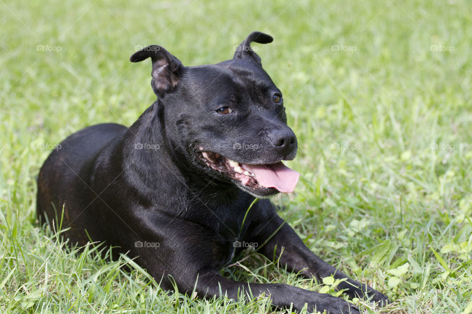 Staffy Smiles after a run 