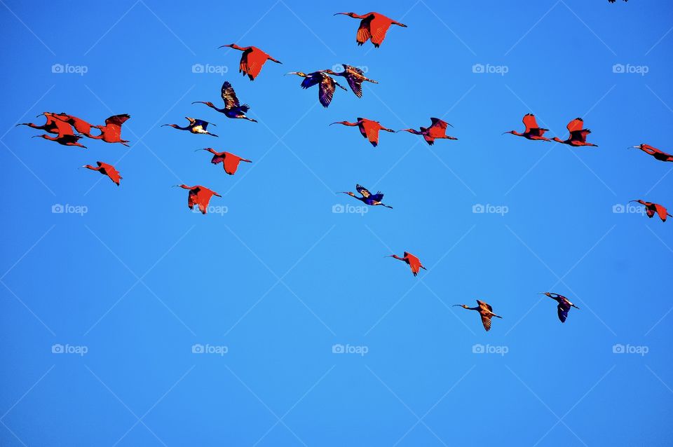 Orango ibis birds in a blue sky 