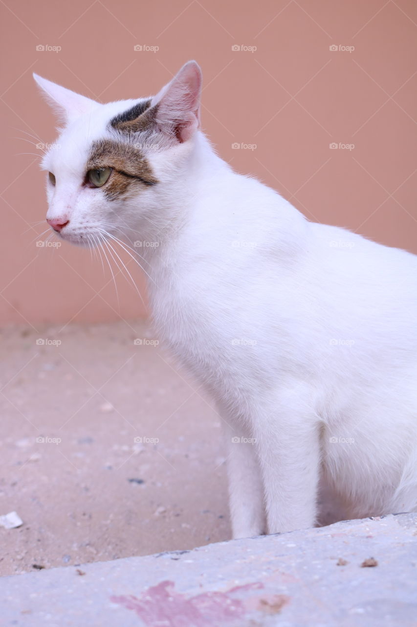 Cute White Cat