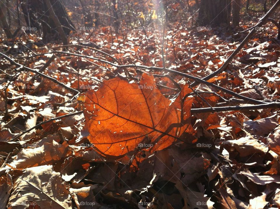 Leaf on the ground with sun shining through in background. 