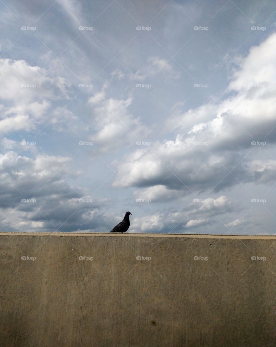 lonesome pigeon