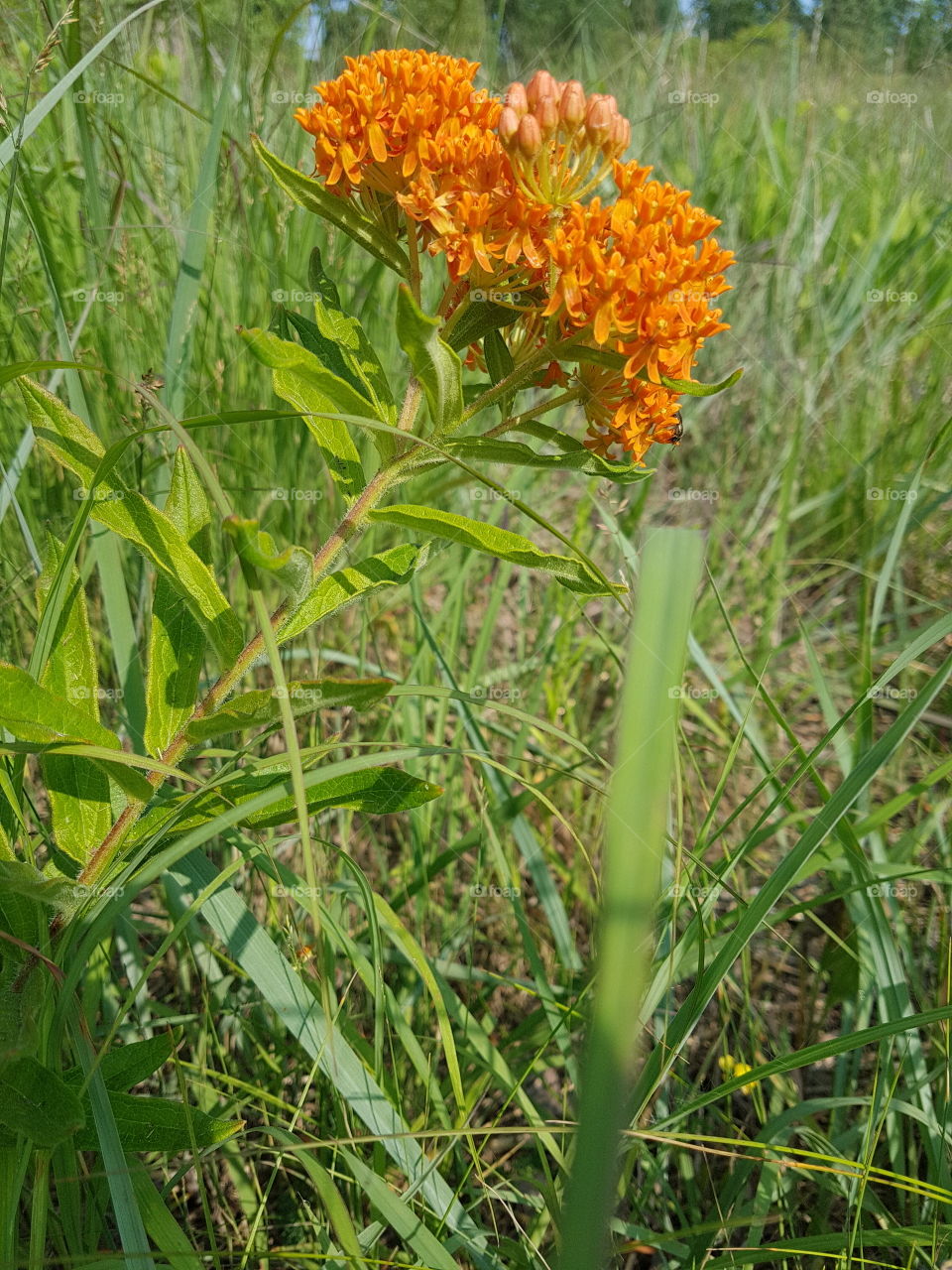 A single wild orange flower tilts over the grass.