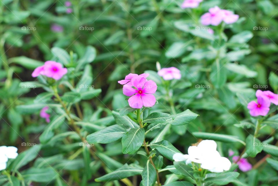 Flower Viewing