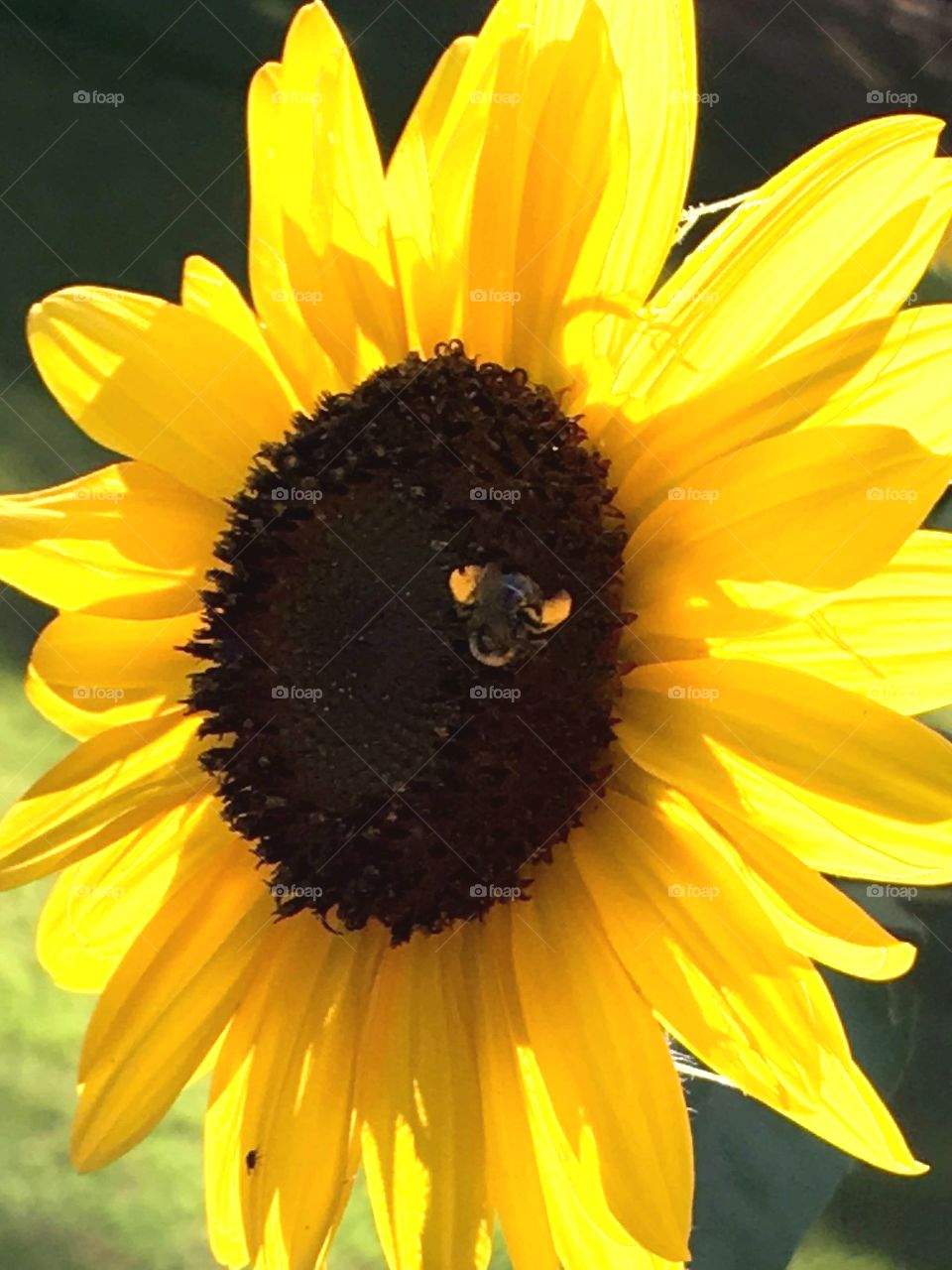 Pollen on bees legs, sunflower is happy to feed them. Sun on bright yellow petals.