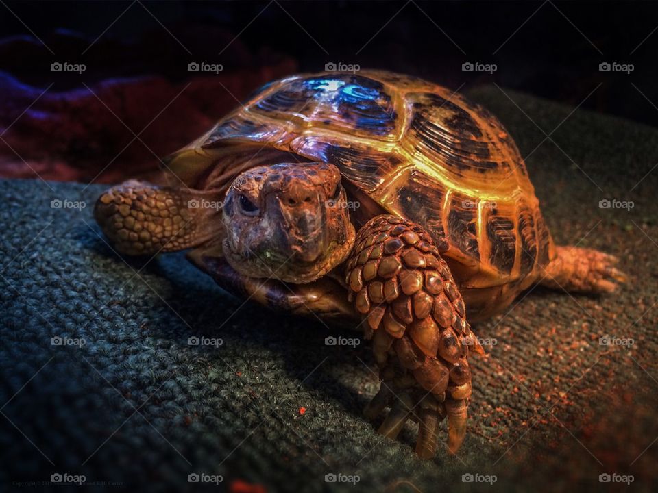 Russian Tortoise