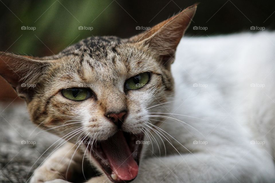 The roaring cat, Imitating lion