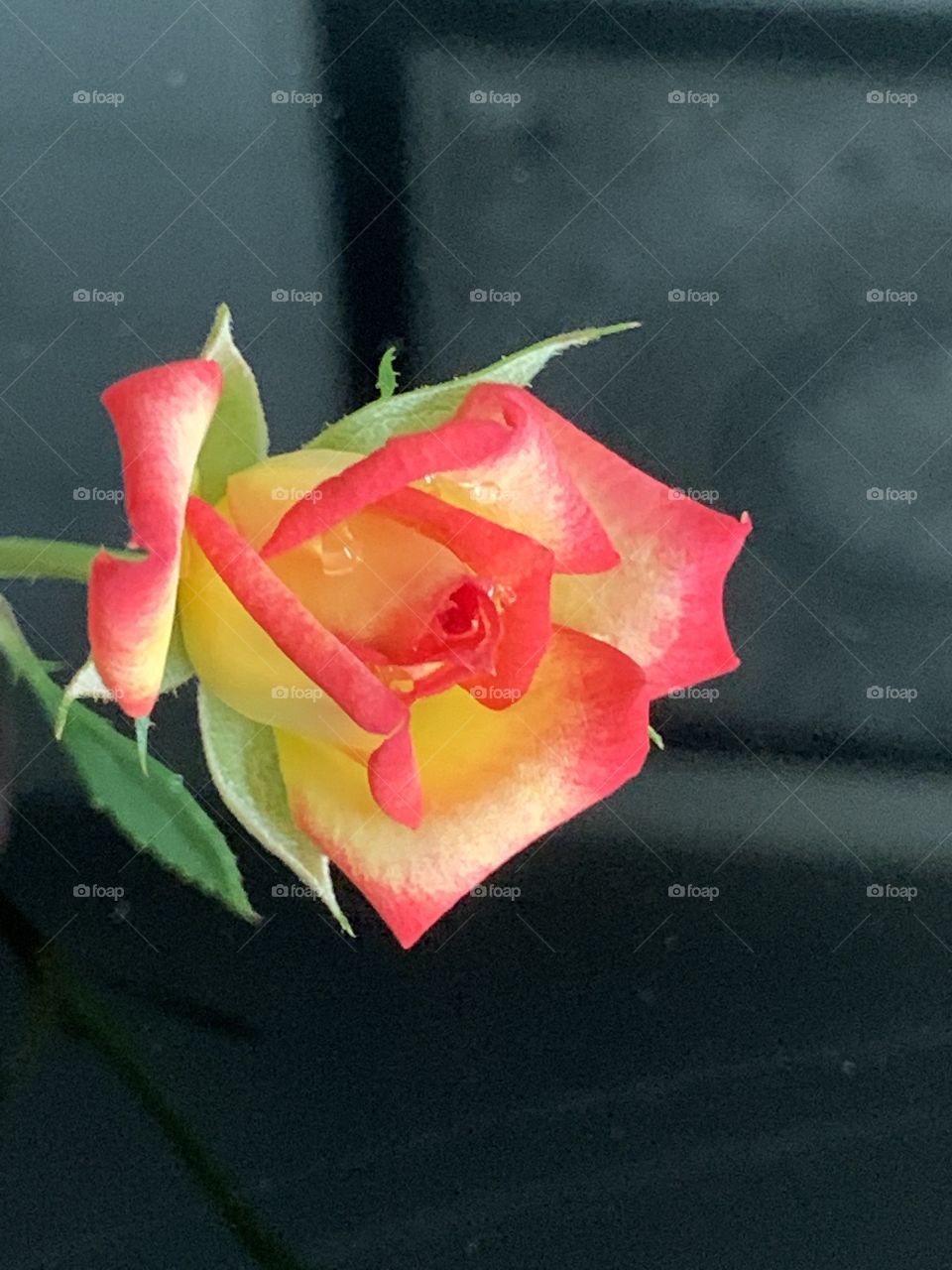 Broadway lights mini rose